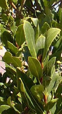 laurus_nobilis.jpg