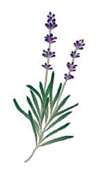 lavender.gif